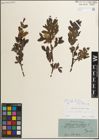 Foto von Salix myrsinifolia Salisb.